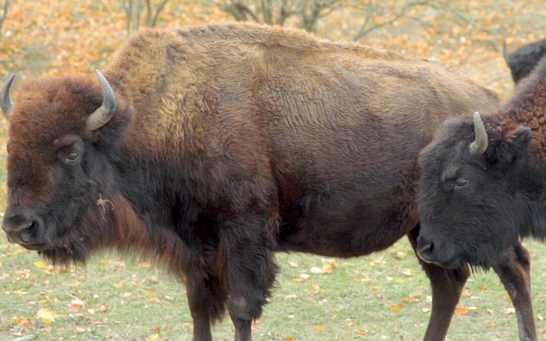 Wild Winds Buffalo Preserve